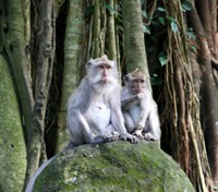 Tetebatu Monkeys